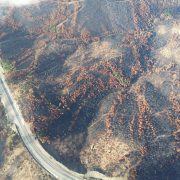 Vista aérea de uma área florestal queimada, com árvores carbonizadas e estradas entre a vegetação afetada.