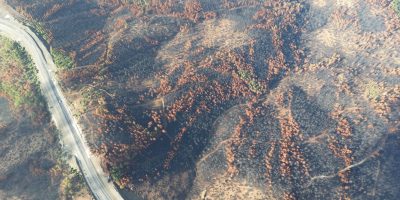 Vista aérea de uma área florestal queimada, com árvores carbonizadas e estradas entre a vegetação afetada.