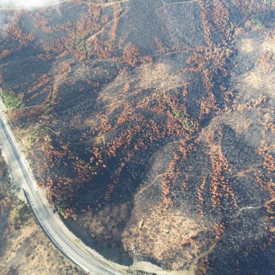 Vista aérea de uma área florestal queimada, com árvores carbonizadas e estradas entre a vegetação afetada.