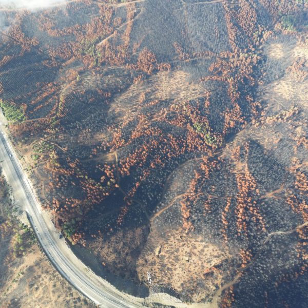 Vista aérea de uma área florestal queimada, com árvores carbonizadas e estradas entre a vegetação afetada.