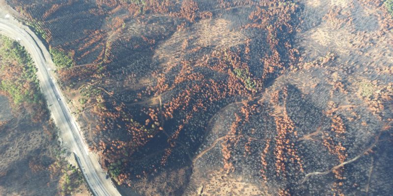 Vista aérea de uma área florestal queimada, com árvores carbonizadas e estradas entre a vegetação afetada.